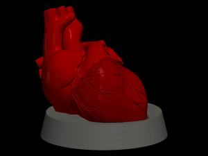 Cora&ccedil;&atilde;o com suporte Modelo 3D