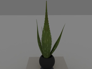 aloe 3Dモデル