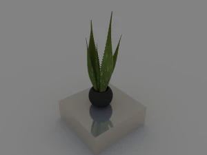 aloe 3D Model