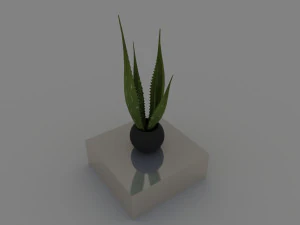 aloe 3D Model