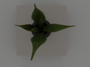 aloe 3D Модель