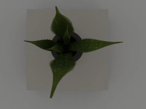 aloe 3D Model