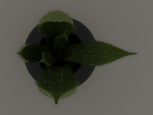aloe 3D Модель