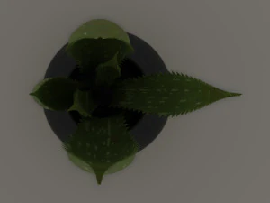 aloe 3D Model