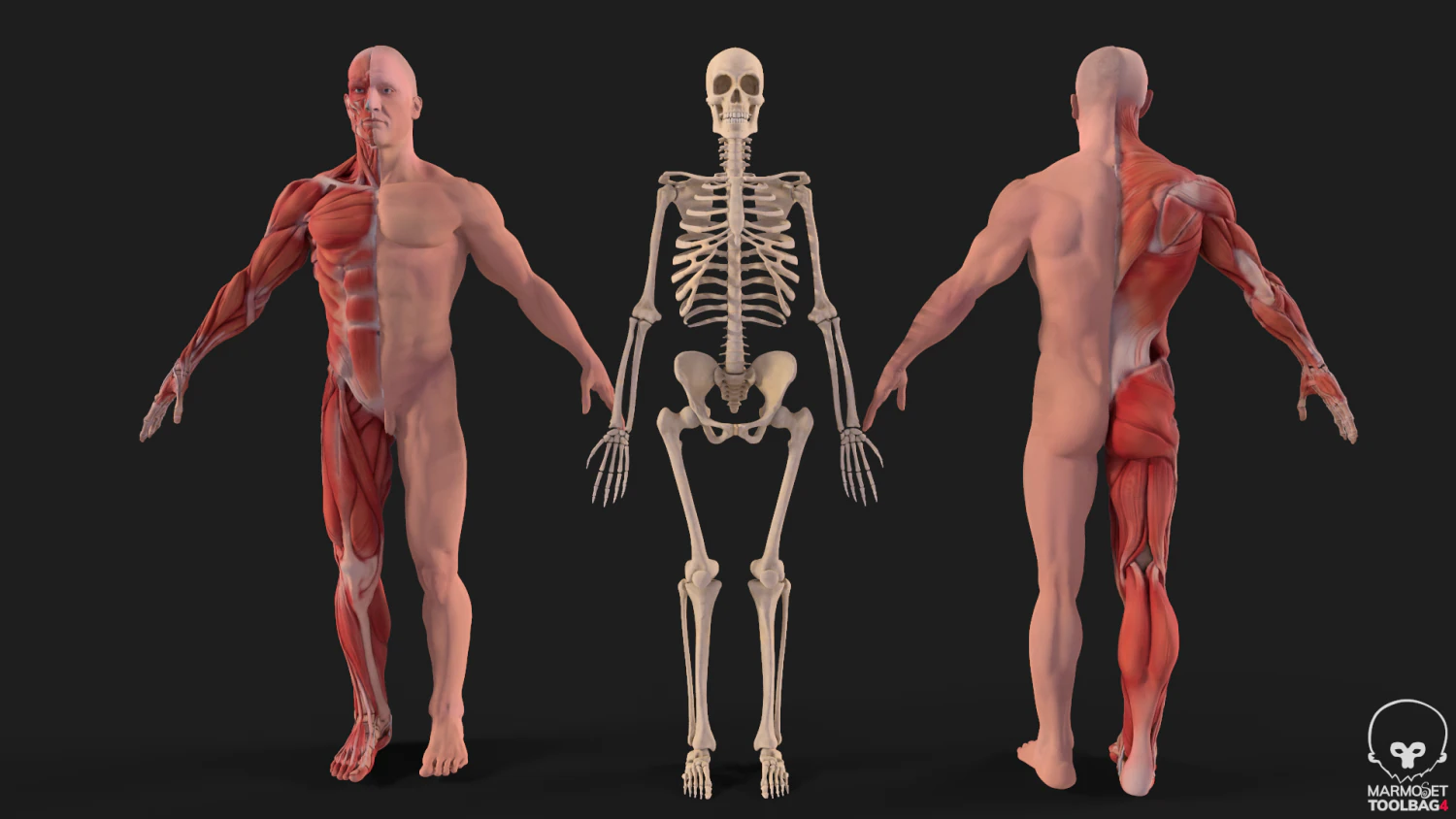 human anatomy full body muscular system and skeleton 3D Model .c4d .max .obj .3ds .fbx .stl .blend 
