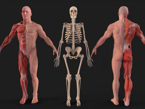 人体解剖学全身肌肉系统和骨骼 3D 模型