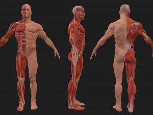 human anatomy full body muscular system and skeleton 3D Model