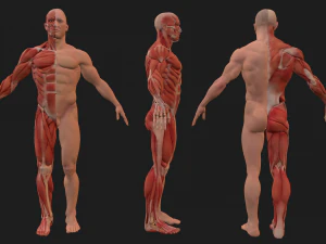 human anatomy full body muscular system and skeleton 3D Model