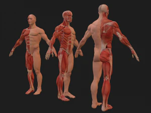 human anatomy full body muscular system and skeleton 3D Model