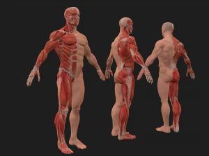 human anatomy full body muscular system and skeleton 3D Model