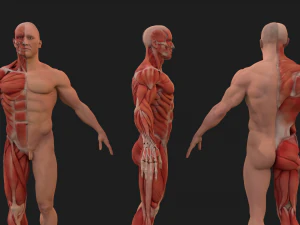 human anatomy full body muscular system and skeleton 3D Model