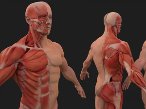 human anatomy full body muscular system and skeleton 3D Model