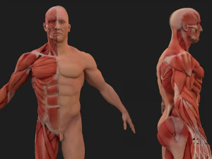 human anatomy full body muscular system and skeleton 3D Model