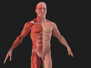 human anatomy full body muscular system and skeleton 3D Model