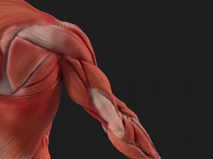 human anatomy full body muscular system and skeleton 3D Model