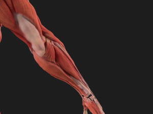 human anatomy full body muscular system and skeleton 3D Model