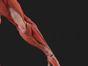 human anatomy full body muscular system and skeleton 3D Model