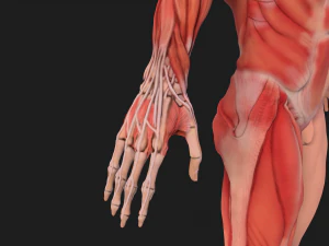human anatomy full body muscular system and skeleton 3D Model