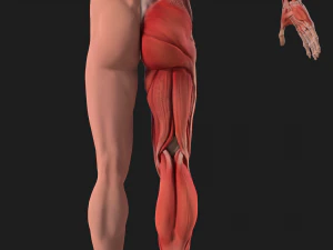 human anatomy full body muscular system and skeleton 3D Model