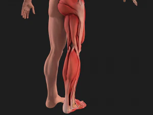 human anatomy full body muscular system and skeleton 3D Model