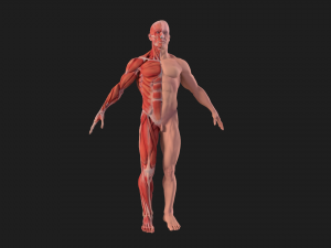human anatomy full body muscular system and skeleton 3D Model