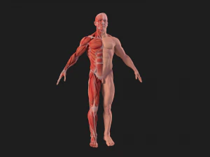 human anatomy full body muscular system and skeleton 3D Model