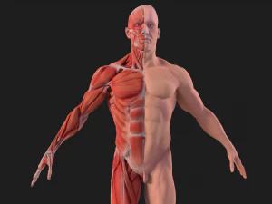 human anatomy full body muscular system and skeleton 3D Model