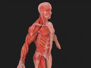 human anatomy full body muscular system and skeleton 3D Model