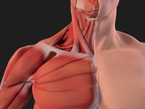 human anatomy full body muscular system and skeleton 3D Model