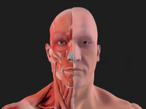 human anatomy full body muscular system and skeleton 3D Model