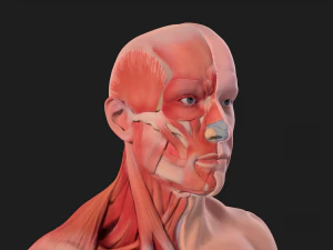 human anatomy full body muscular system and skeleton 3D Model