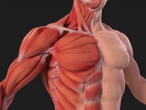 human anatomy full body muscular system and skeleton 3D Model
