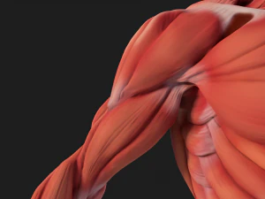 human anatomy full body muscular system and skeleton 3D Model