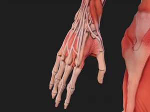 human anatomy full body muscular system and skeleton 3D Model