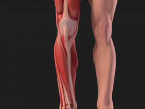 human anatomy full body muscular system and skeleton 3D Model