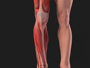 human anatomy full body muscular system and skeleton 3D Model