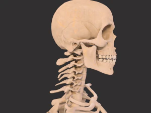 human anatomy full body muscular system and skeleton 3D Model