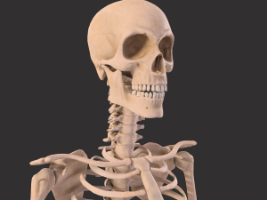 human anatomy full body muscular system and skeleton 3D Model