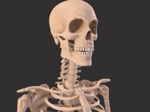 human anatomy full body muscular system and skeleton 3D Model