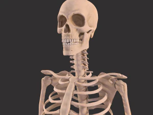 human anatomy full body muscular system and skeleton 3D Model