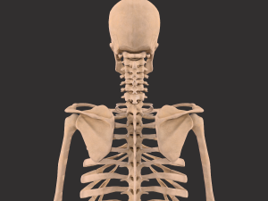 human anatomy full body muscular system and skeleton 3D Model