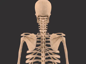 human anatomy full body muscular system and skeleton 3D Model