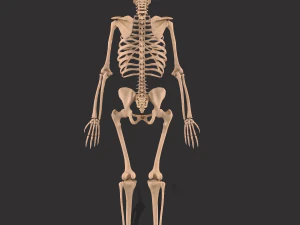 human anatomy full body muscular system and skeleton 3D Model