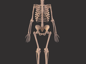 human anatomy full body muscular system and skeleton 3D Model