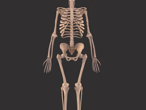 human anatomy full body muscular system and skeleton 3D Model
