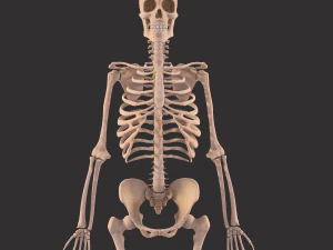 human anatomy full body muscular system and skeleton 3D Model