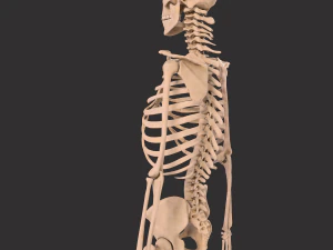 human anatomy full body muscular system and skeleton 3D Model