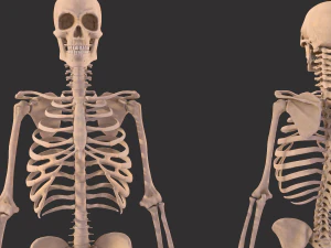 human anatomy full body muscular system and skeleton 3D Model