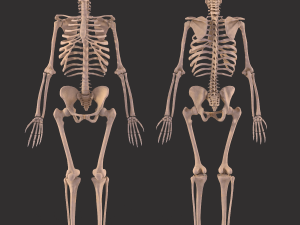 human anatomy full body muscular system and skeleton 3D Model