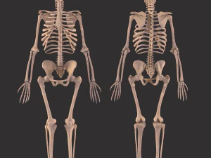 human anatomy full body muscular system and skeleton 3D Model